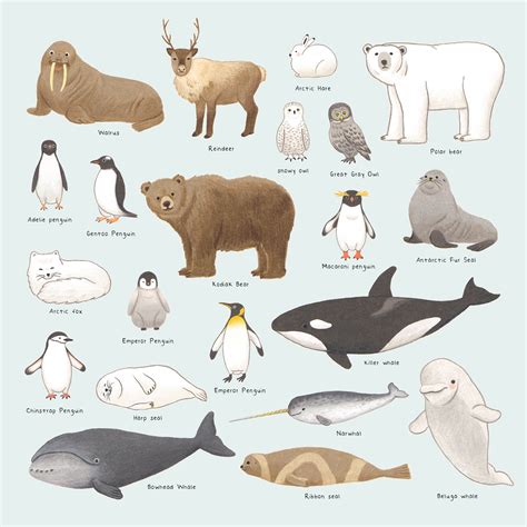 arctic and antartic|arctic and antarctic animals.